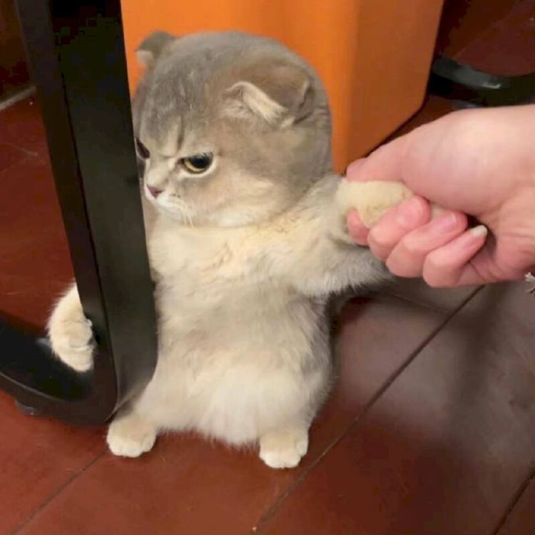 Meme mèo bựa dỗi