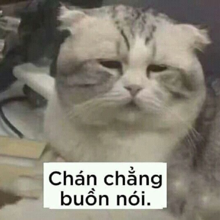 Meme mèo buồn