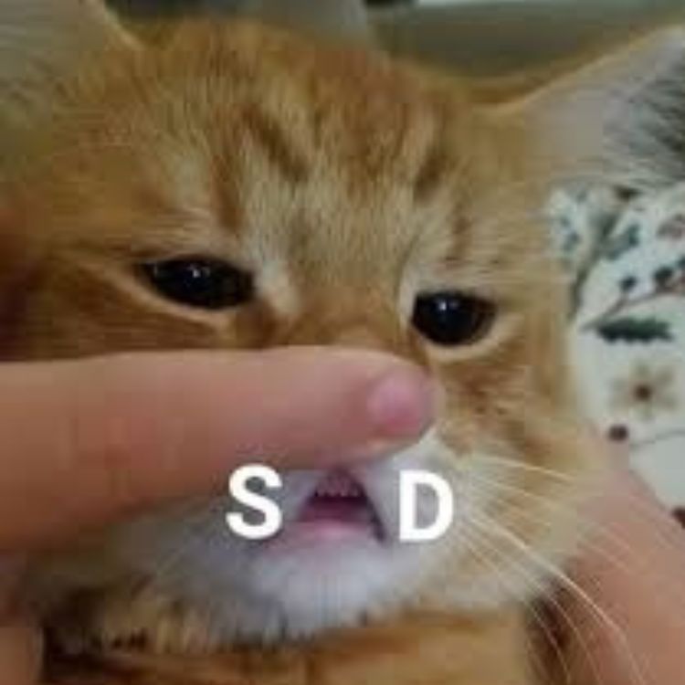 Meme mèo buồn