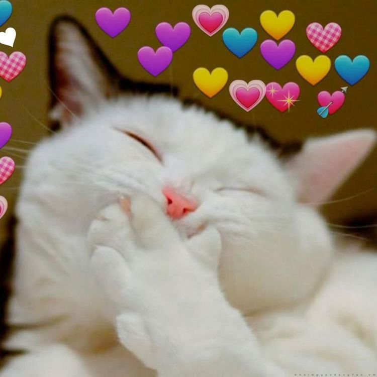 Meme mèo bựa cute