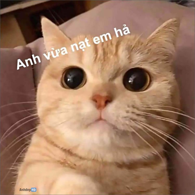 Meme mèo cute