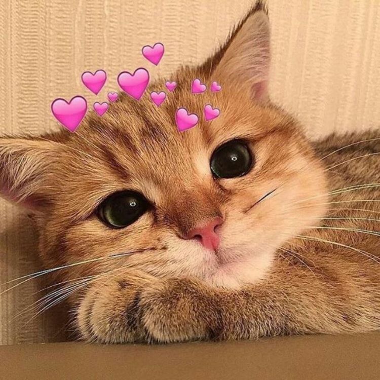 Meme mèo cute