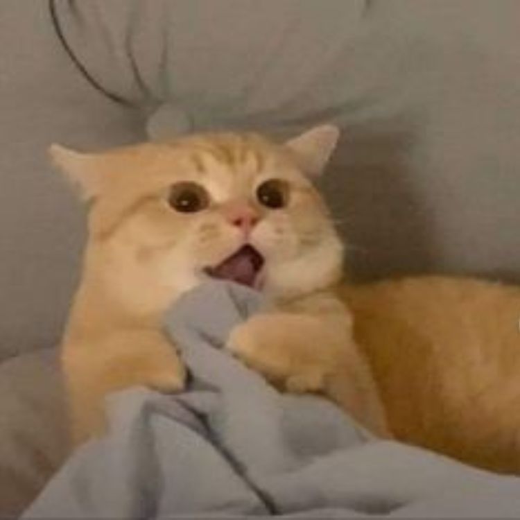 Meme mèo cute