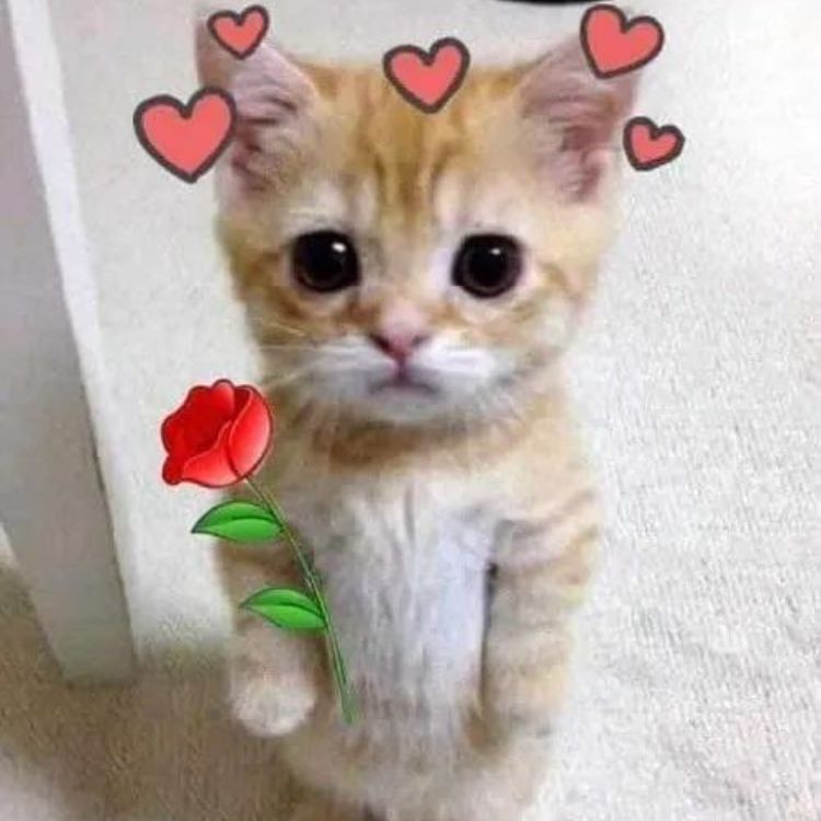 Meme mèo cute