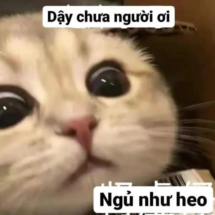 Meme mèo bựa cute