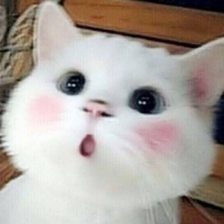 Meme mèo cute