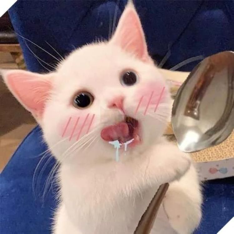 Meme mèo cute