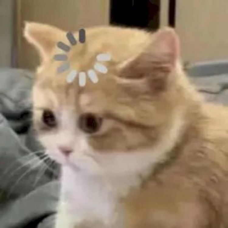 Meme mèo cute