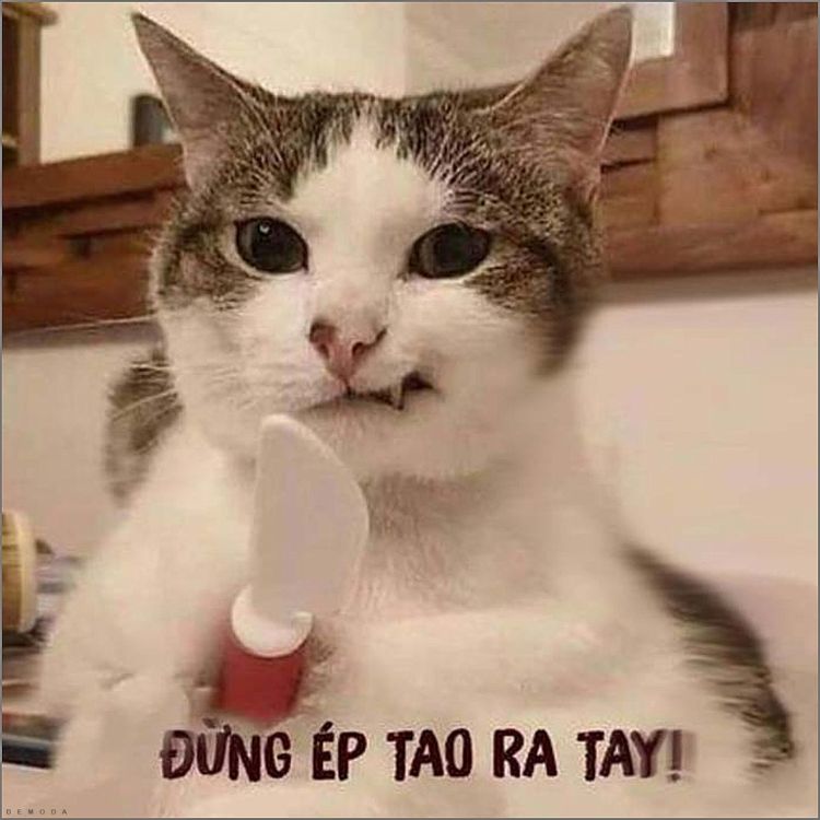 Meme mèo bựa cầm dao