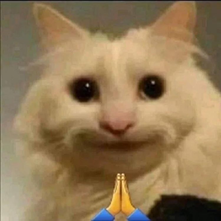 Meme mèo cười