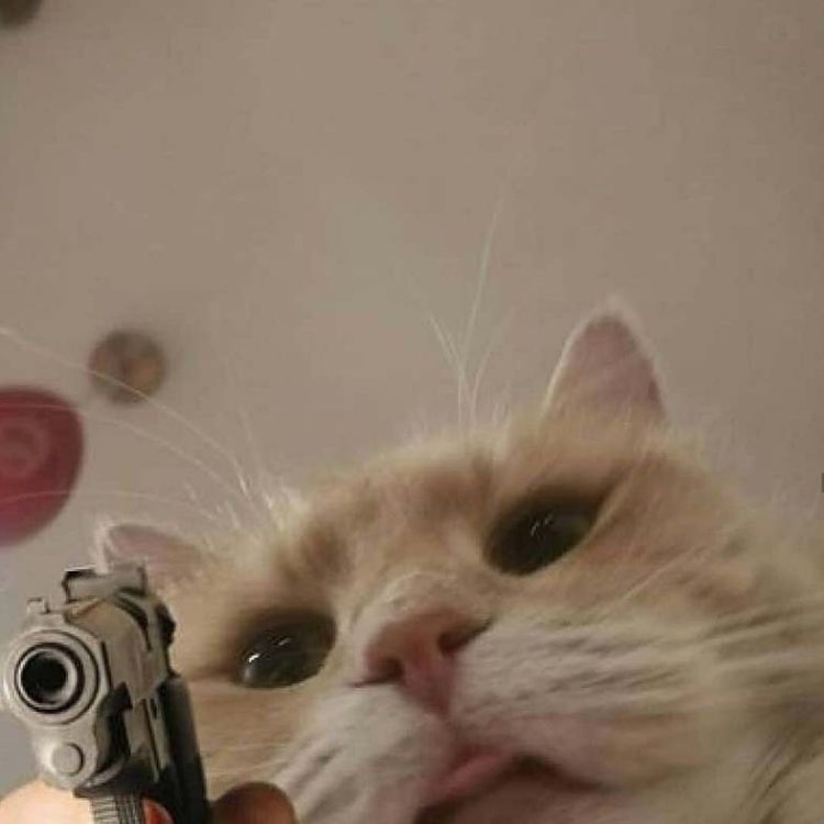Meme mèo cầm súng