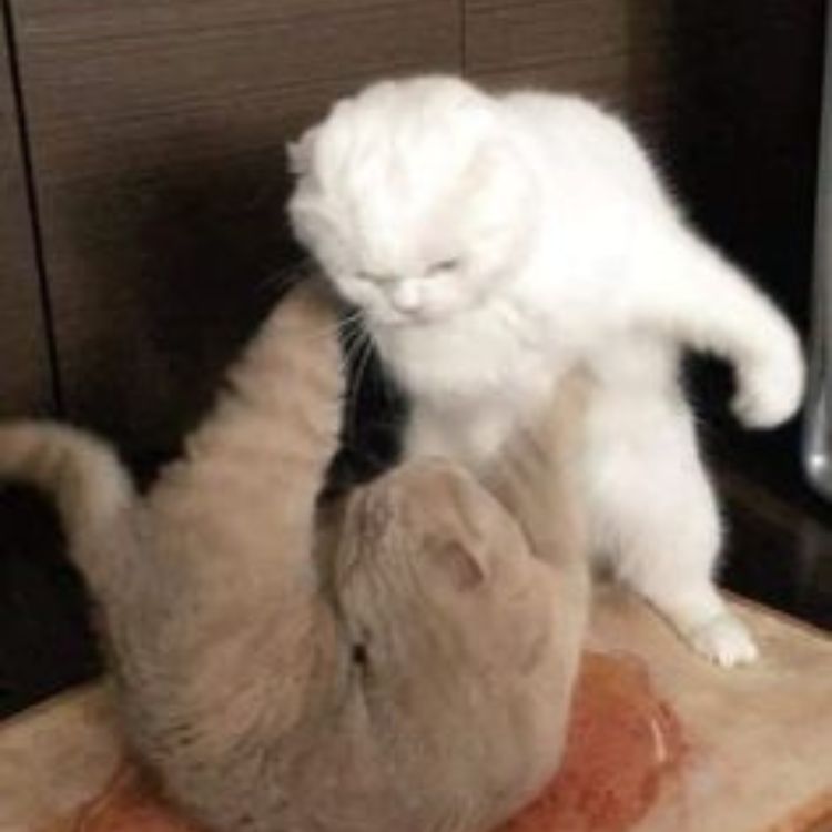 Meme mèo bựa đánh nhau