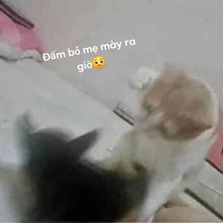 Meme mèo bựa đánh nhau