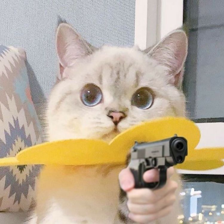 Meme mèo bựa ra đời như thế nào?