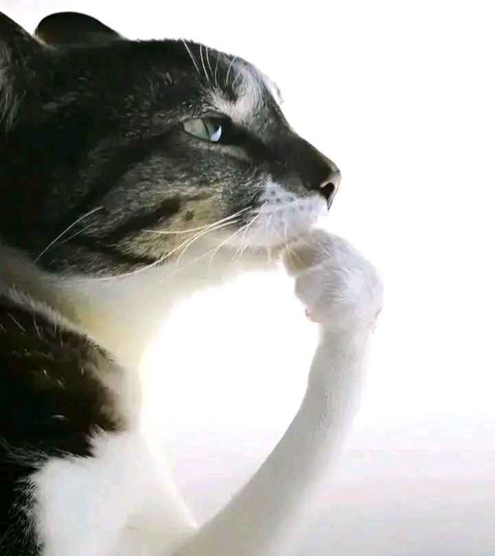 Mewing meme là gì mà khiến cả mạng xã hội tập theo.