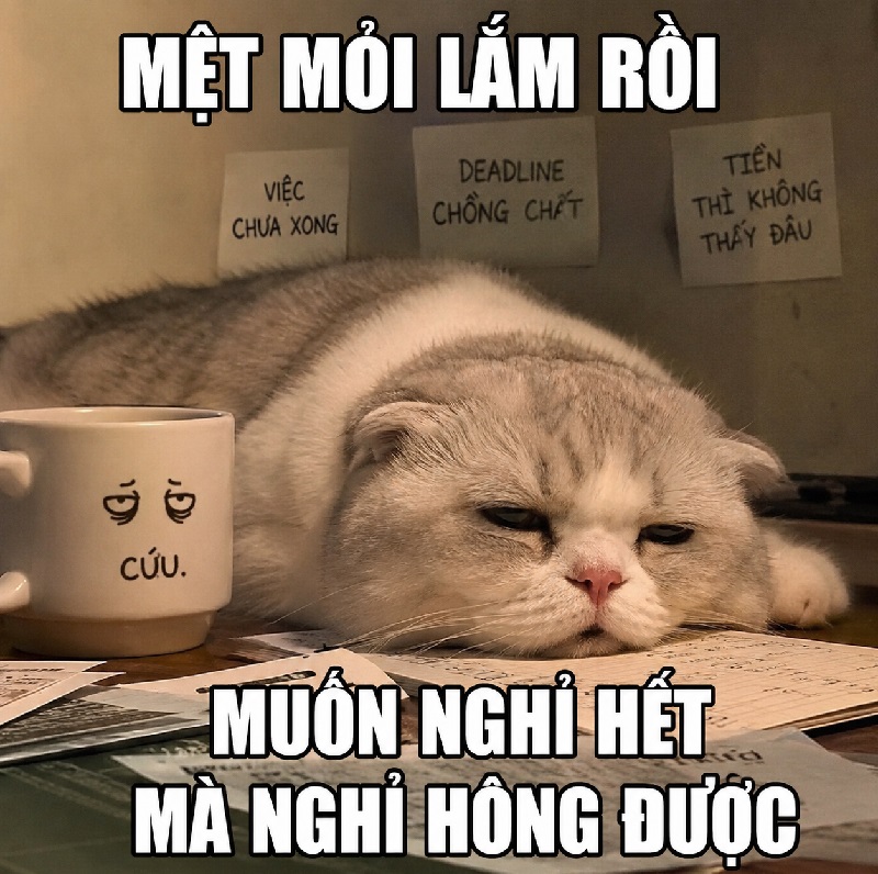 Meme mèo oẹ nhìn bạn thân nói dối