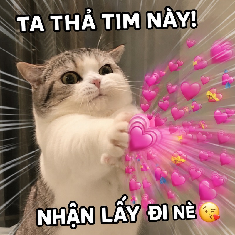 Meme mèo ói vì crush