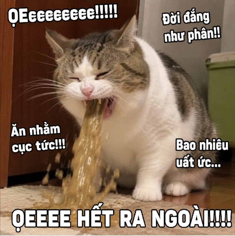 Tuyển tập meme mèo ói, ọe biểu cảm cực bá đạo và hài