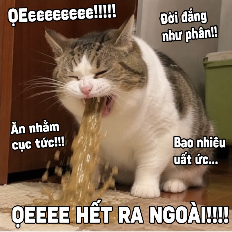 Tuyển tập meme mèo ói, ọe biểu cảm cực bá đạo và hài