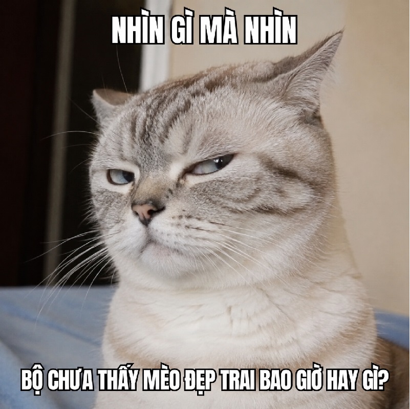 Meme mèo liếc lườm mắt nhìn thôi cũng đủ thấy có biến