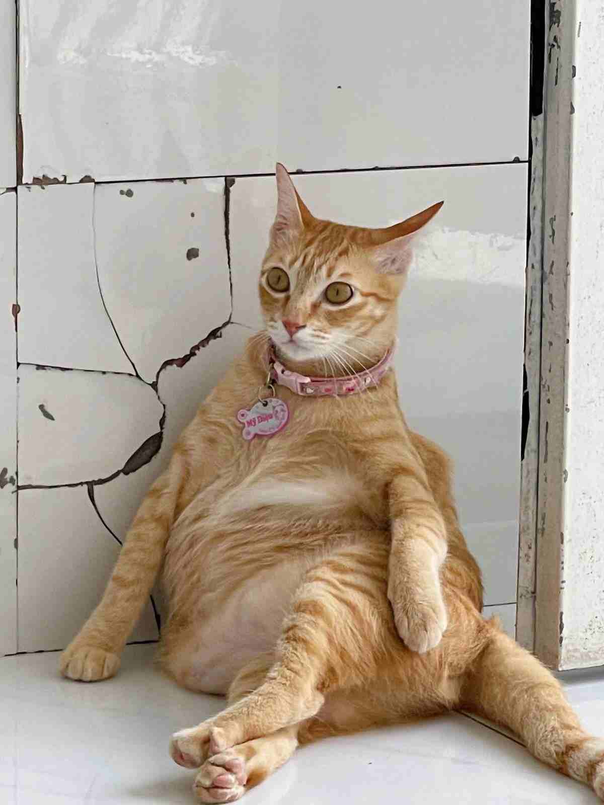 Khi bạn định giảm cân nhưng đồ ăn lại gọi tên quá rõ.
