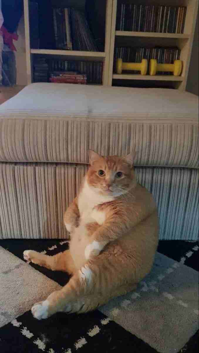 Meme mèo mập nhìn phát biết ngay chủ nhân của chiếc sofa.