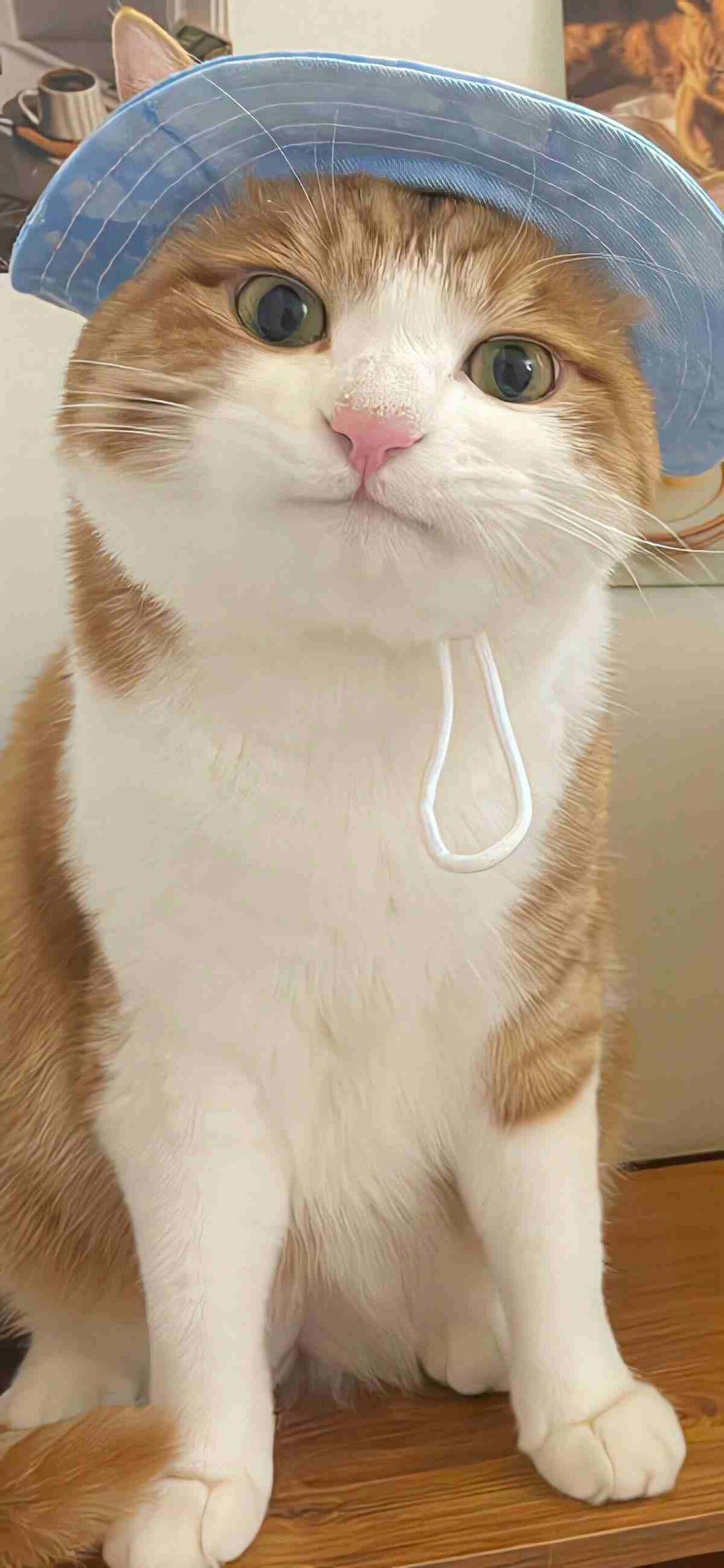 Meme mèo béo cute kiểu càng nhìn càng muốn lưu về máy.