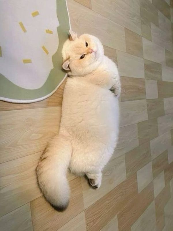 Tổng hợp ảnh chế meme mèo béo biểu cảm cute cực hài