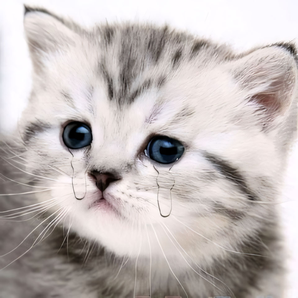 con meo hinh anh khoc cute 960px 960px avatar 8