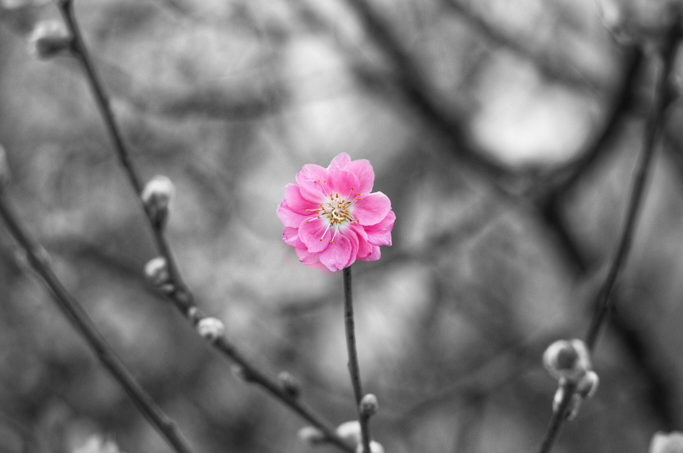 Mở ứng dụng Snapseed trên smartphone của mình lên.