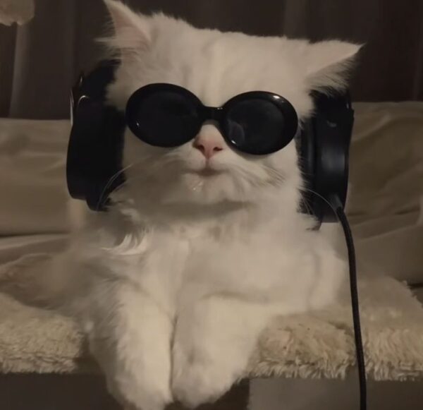 Loạt meme bịt miệng chó biểu cảm cực bá đạo và hài