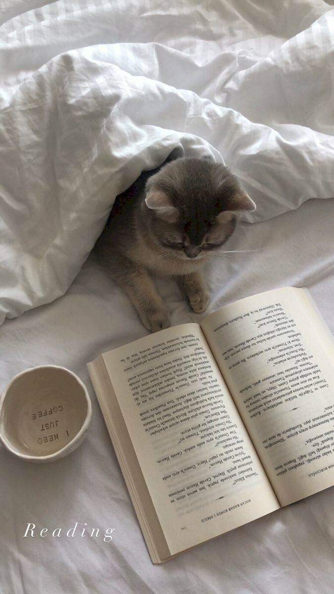 Hình ảnh mèo đọc sách chăm chỉ